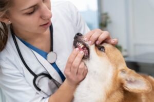 A veterinarian conducting a check-up on an dog.