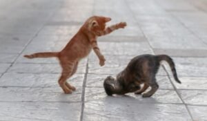 cats playing