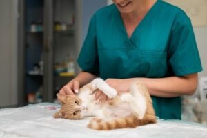 veterinarian-taking-care-cat