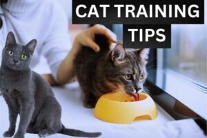 Cat Training tips