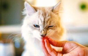  a person interacting with a cat, engaging in basic cat training exercises.