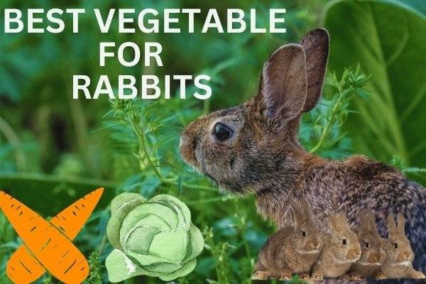 best vegetables for rabbits