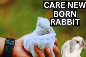 care new born rabbit