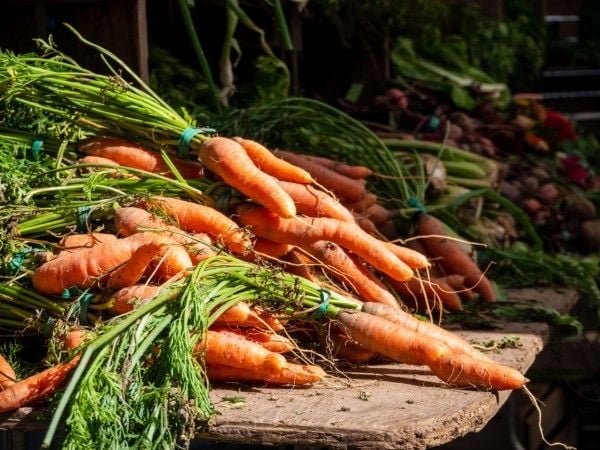 carrot vegetable for rabbit