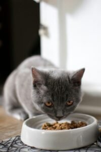 cat eating food