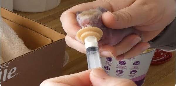 Hand-feeding a newborn rabbit with a syringe