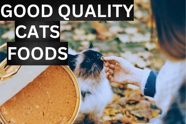 good quality senior cat food