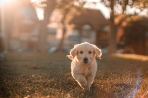 happy and healthy dog