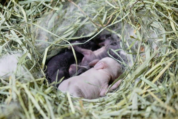 how to care new born rabbits