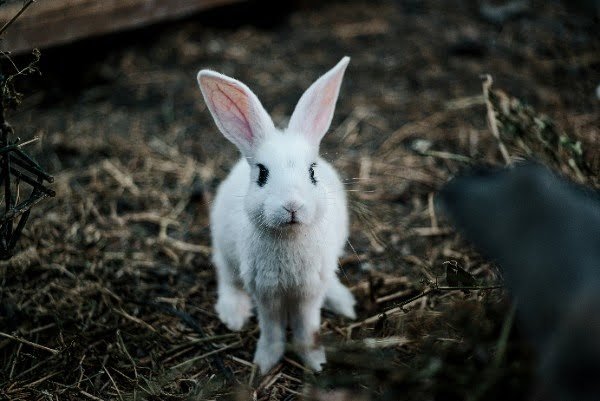 rabbit growth