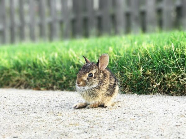 rabbit in green forest 