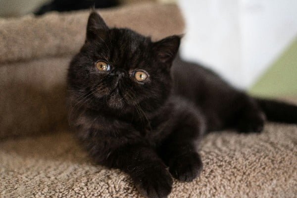 Exotic Shorthair is top 10 cat breeds in America