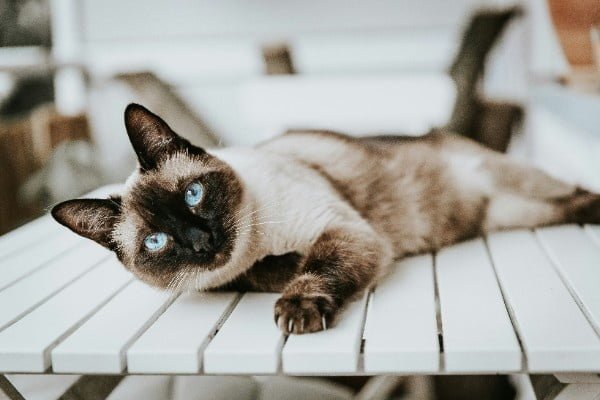 Most popular cat breeds in us Siamese cat