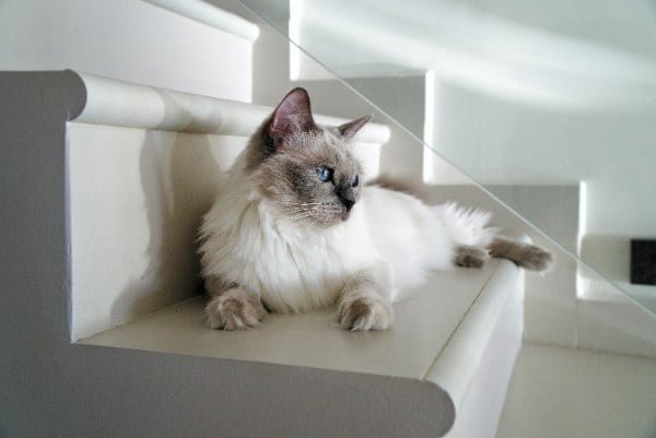 Ragdoll cat US cat breeds