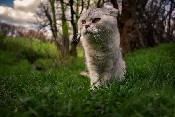 Scottish Fold Cat