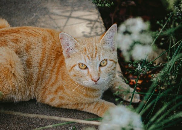 Abyssinian cat