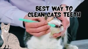 best way to clean cats teeth