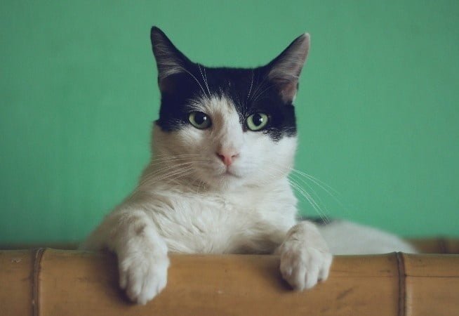 cat is sit green background