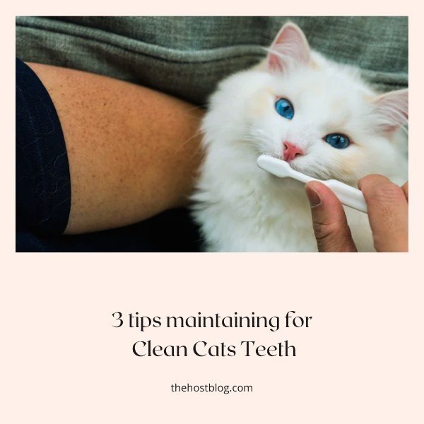 maintaining for clean cats teeth