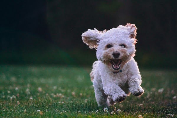 small dog running on fresh grass