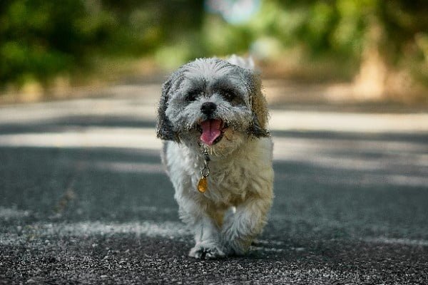 white furry best small dog for a family