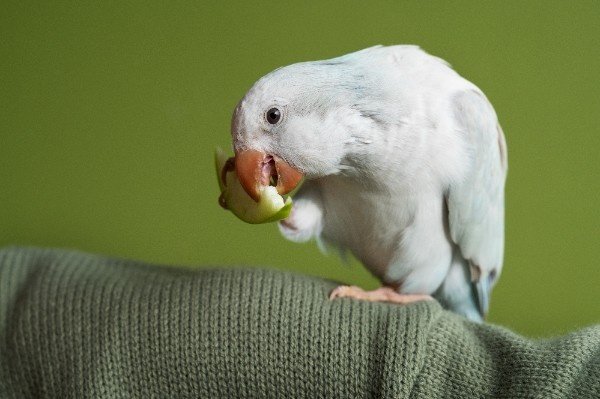 adorable parrot eating 