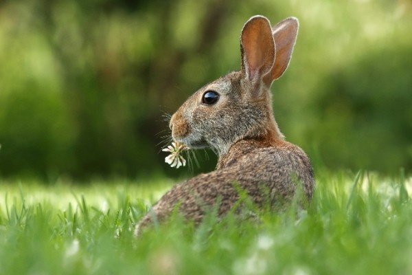 rabbit pet care