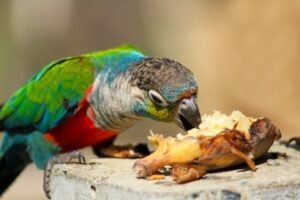 parrot eating